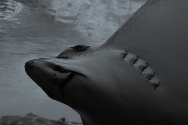 shark senses