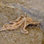 uk rock pool animals