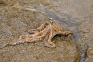 UK Rock Pool Animals: Coastal Species and How They Survive