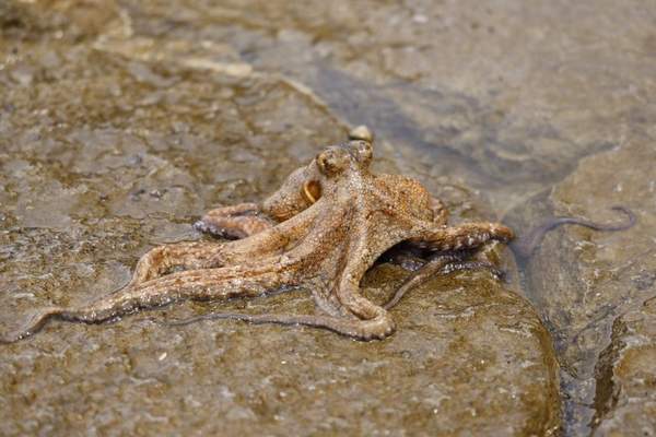 uk rock pool animals