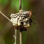 wasp nest life cycle