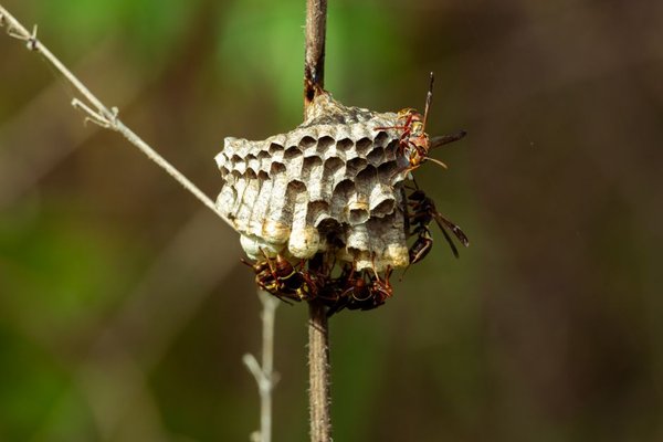 wasp nest life cycle